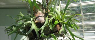 Снимка на Платицериум