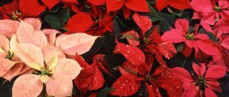 Коледна звезда