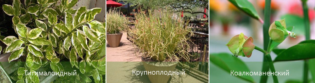 Едроплодни и други видове Видове педилантус