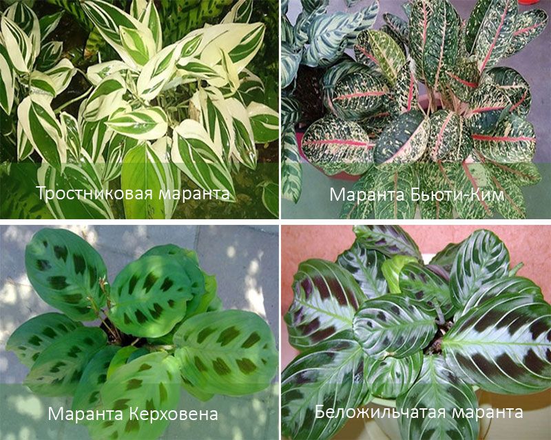 Основните разновидности на закрита стрела Видове Маранта