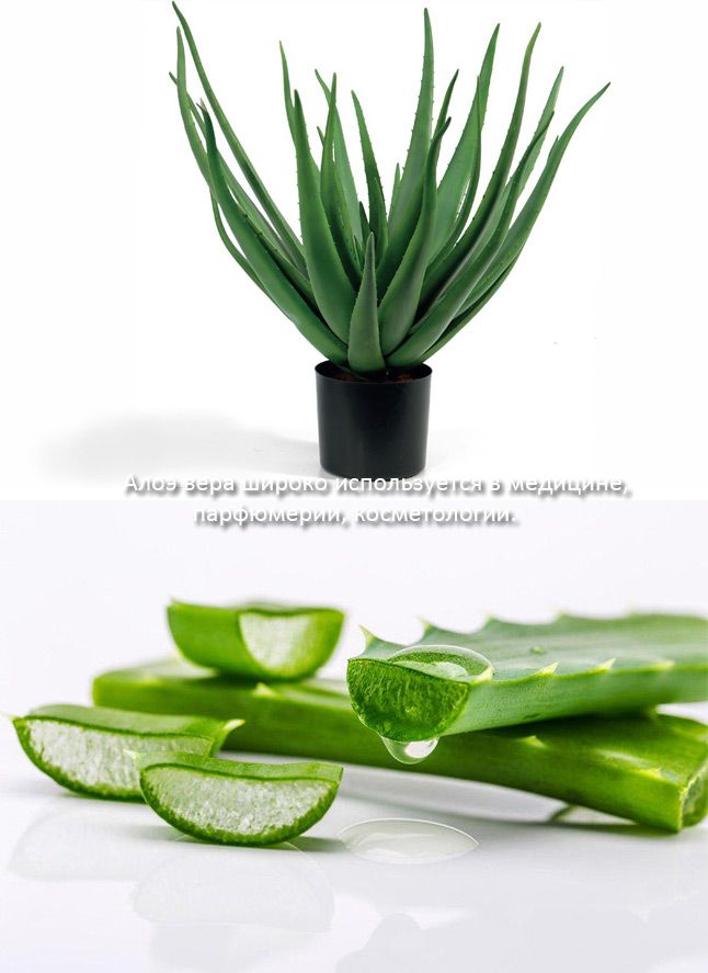 Алое вера и неговите приложения Алое вера и неговите ползи