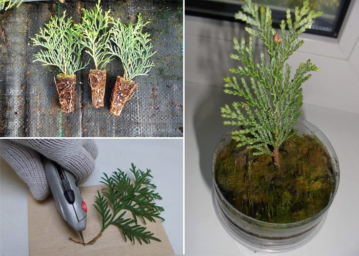 Резници от туя