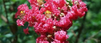 Розова мирта