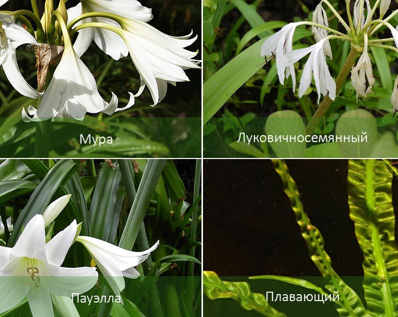 Плаващ и други разновидности на кринум Различни видове кринум