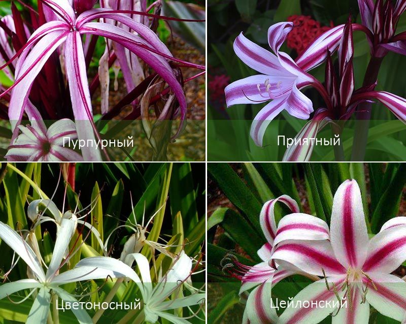 Лилаво и други разновидности на кринум Видове Кринум