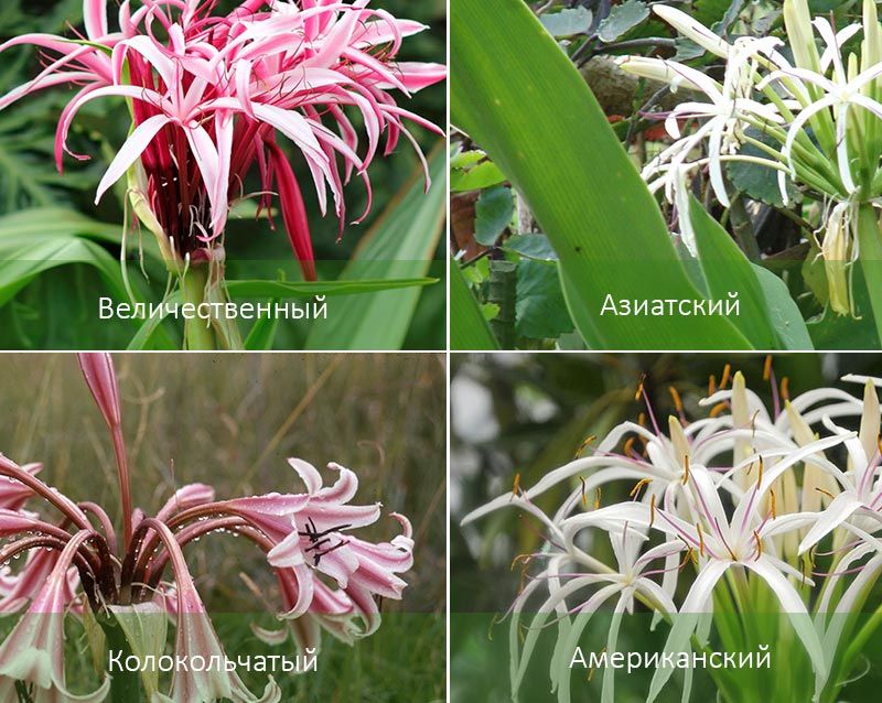 Маджестик и други разновидности на кринум Сортове кринум