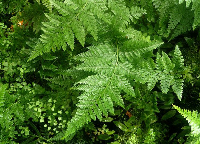 Папрат Давалия Давалия