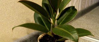 Каучуково растение