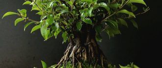 Фикус микрокарпа