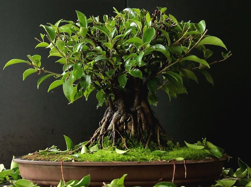 Цвете за бонсай Фикус микрокарпа