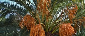 Финикова палма