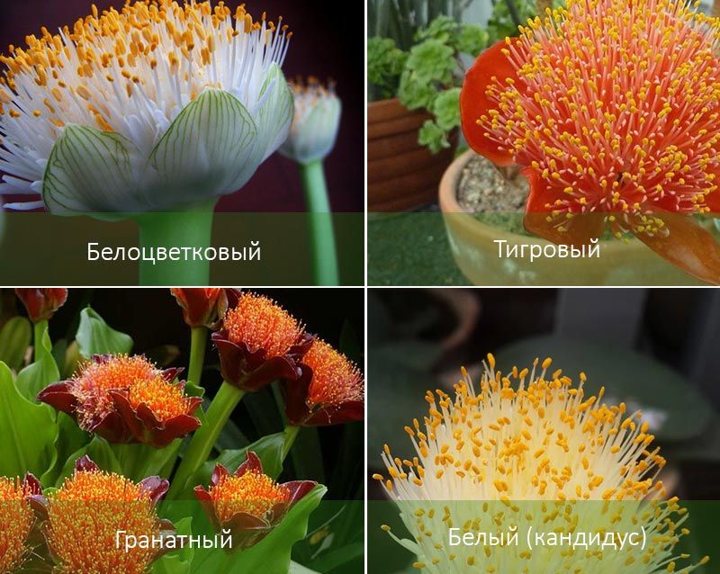 Тигър и други видове хемантус Сортове хемантус