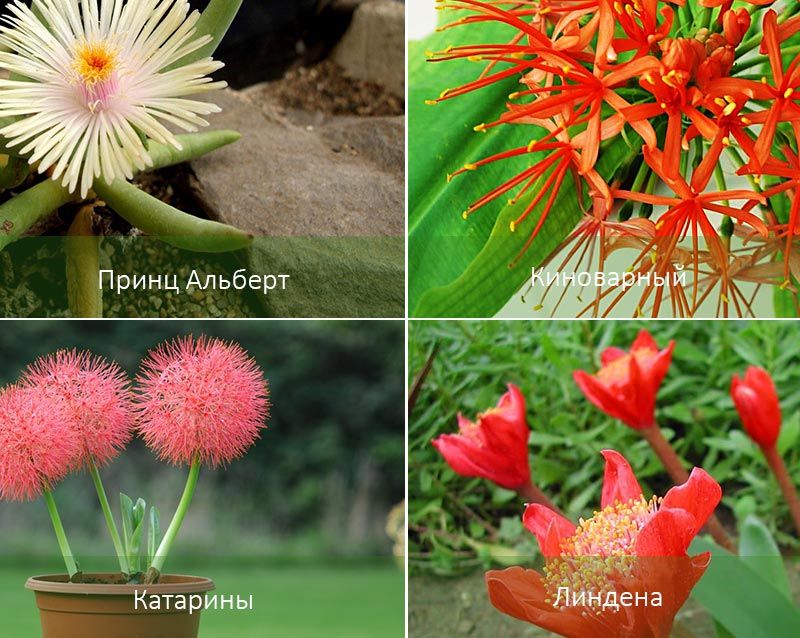 Принц Алберт и други видове Haemanthus Видове хемантус