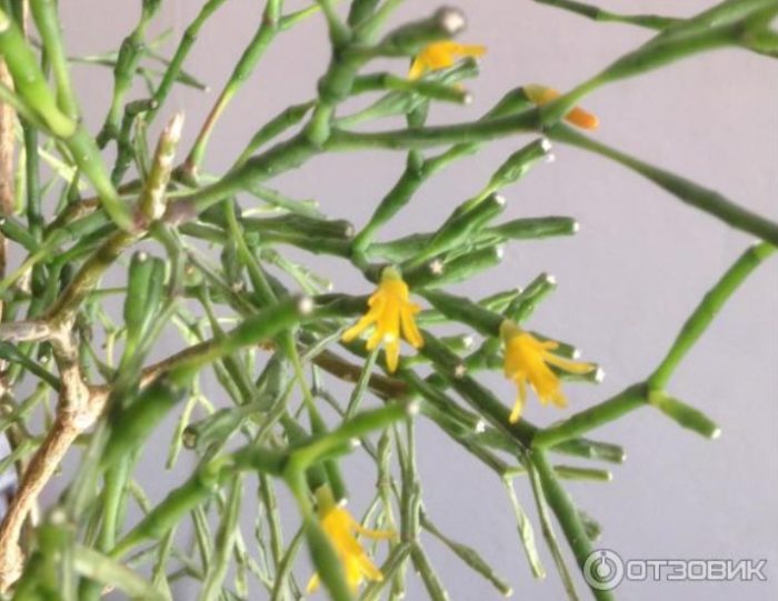 Жълти цветя на Хатиора