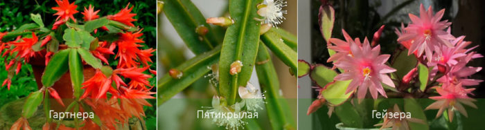 Видове и хибриди на Хатиора