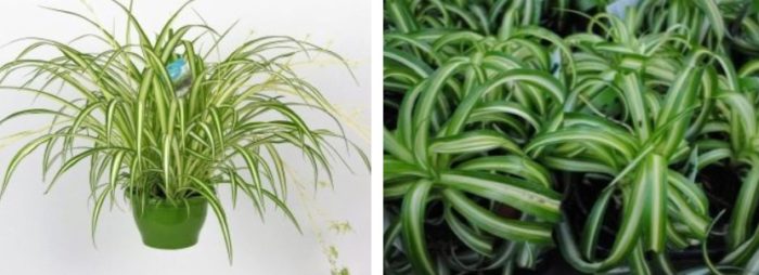 Видове с гребени