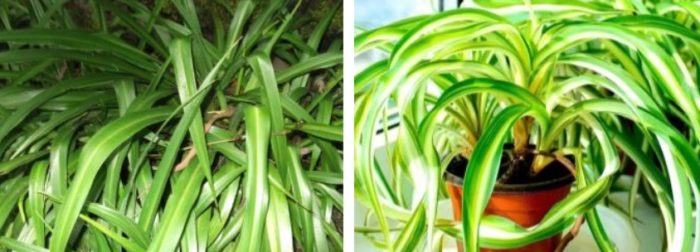 Хлорофитум капенсис