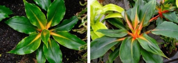 Крилат или оранжев хлорофитум