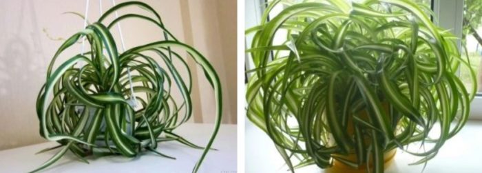 Къдрав хлорофитум