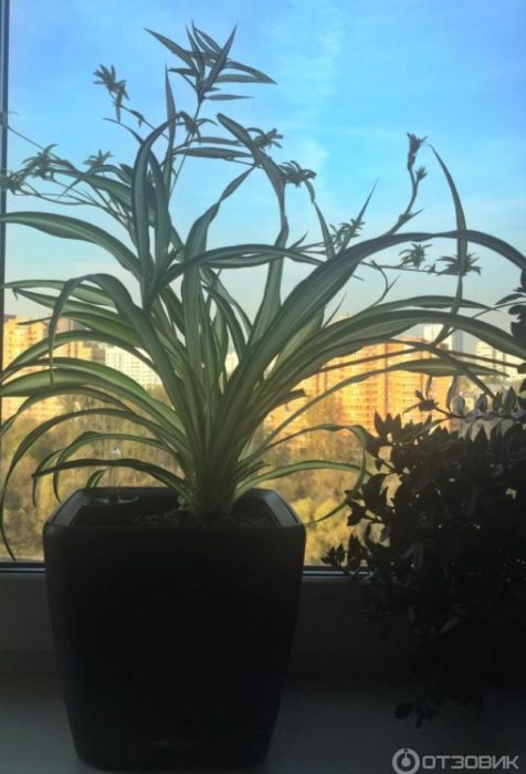 Устойчиво растение