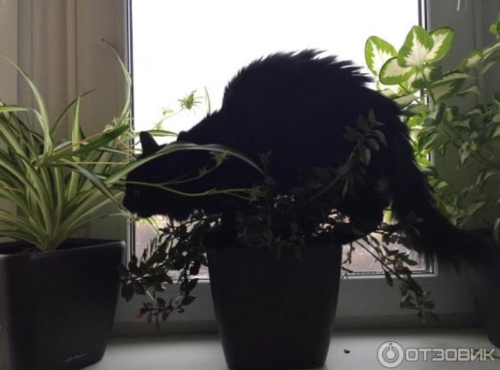 Котка в процес на ядене на листа