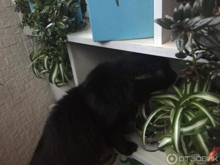 И ето, че открих любимото си цвете