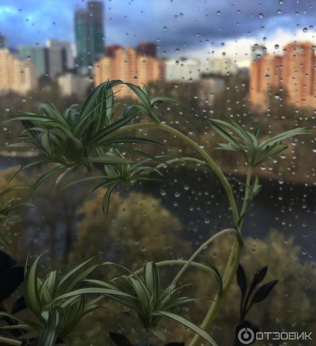 Растящи бебета