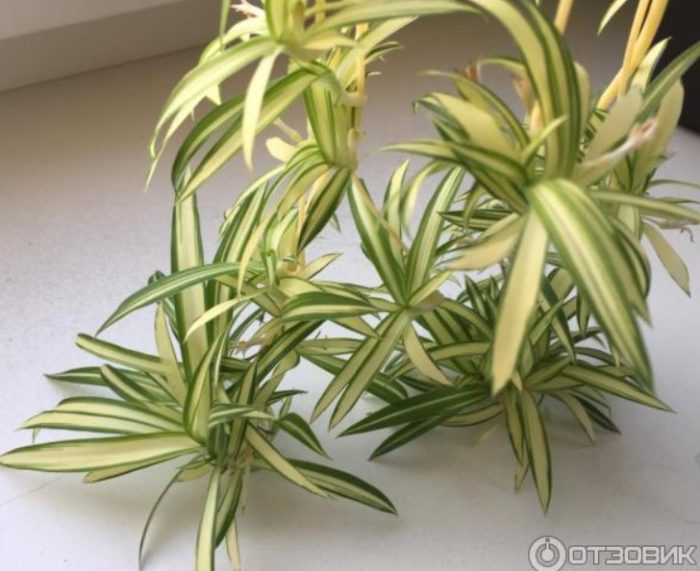 Бебета от хлорофитум