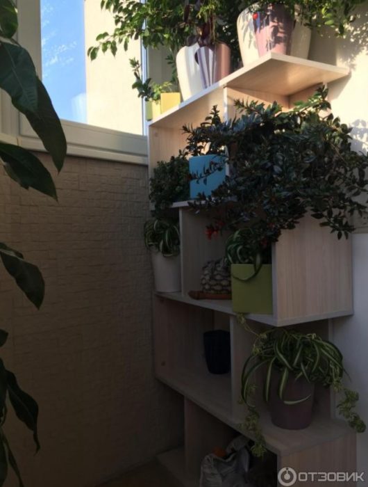 Хлорофитум на сянка