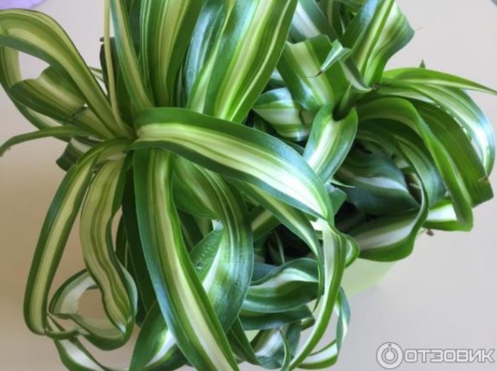 Филтър за растения