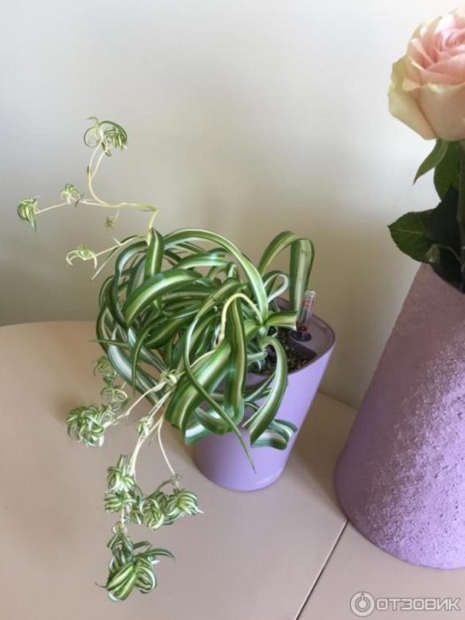 Хлорофитум с бебета