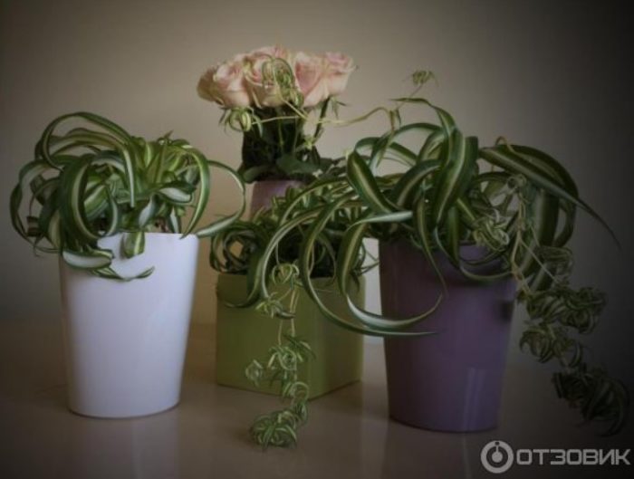 Хлорофитум сред цветята