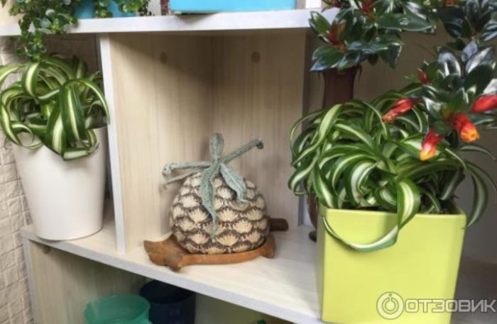 Непретенциозно растение