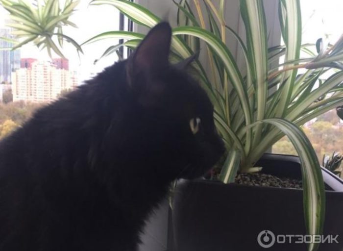 Котките обичат хлорофитума