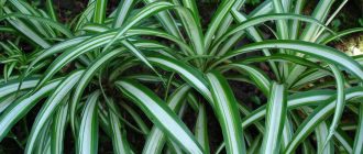 Хлорофитум