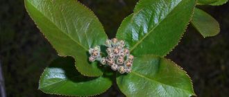 Снимка на кълн от черна арония