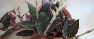 Орхидея Лудизия