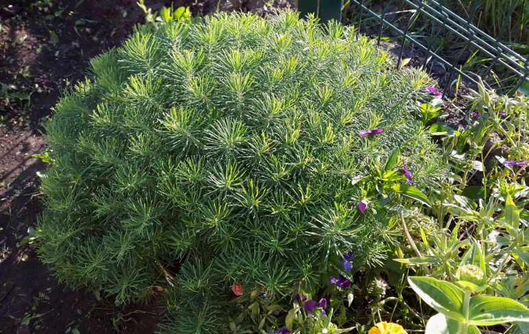 Κυπαρίσσι γαλατσίδα