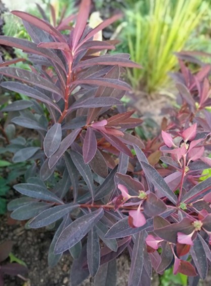 Κόκκινοφυλλο γαλατσίδα