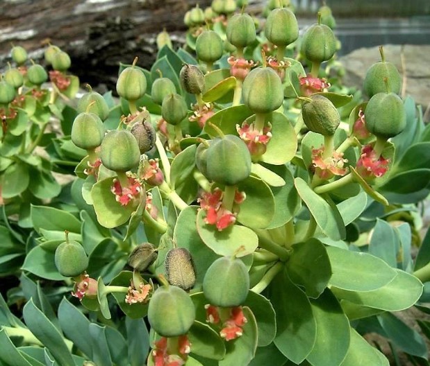 Ευφορβία μυρτιά