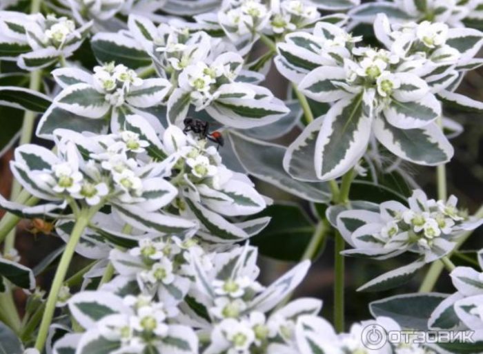 Ευφορβία μαρτζινάτα
