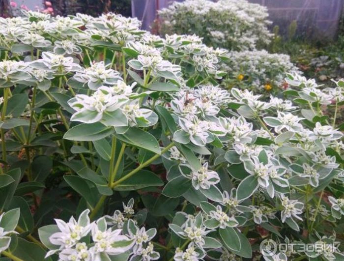 Έντομα σε γαλακτοπαραγωγό