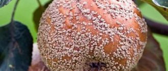 Гниещи ябълки