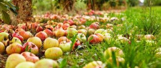 Паднали ябълки
