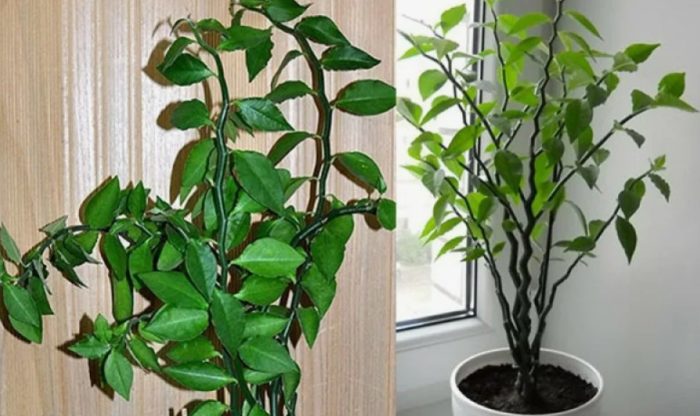 Педилантус финка