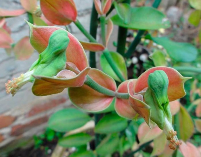 Педилантус коалкоманенсис