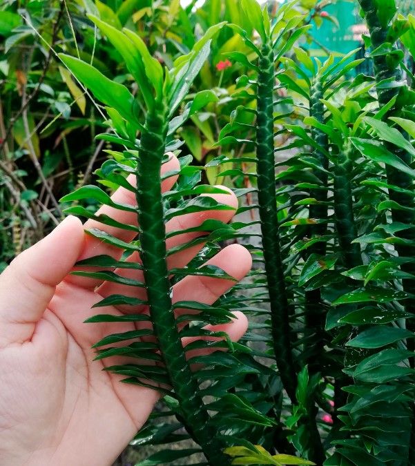 Педилантус нана Педилантус Нана