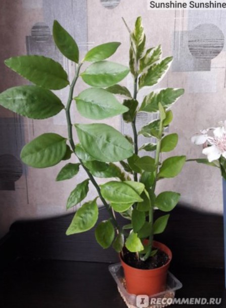 Педилантус титималоидес Стъбла на педилантус