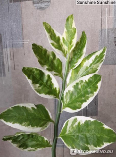 Клон на педилантус Листа от педилантус