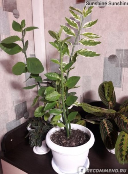 Растеж на педилантус Педилантус в саксия